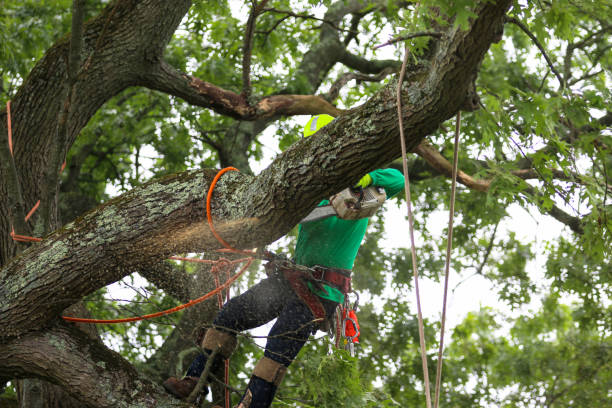 Reliable Stockton University, NJ Tree Care Solutions